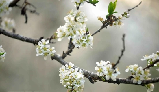 Hoa mận - Mỹ cảnh tuyệt trần giữa tiết trời lập xuân