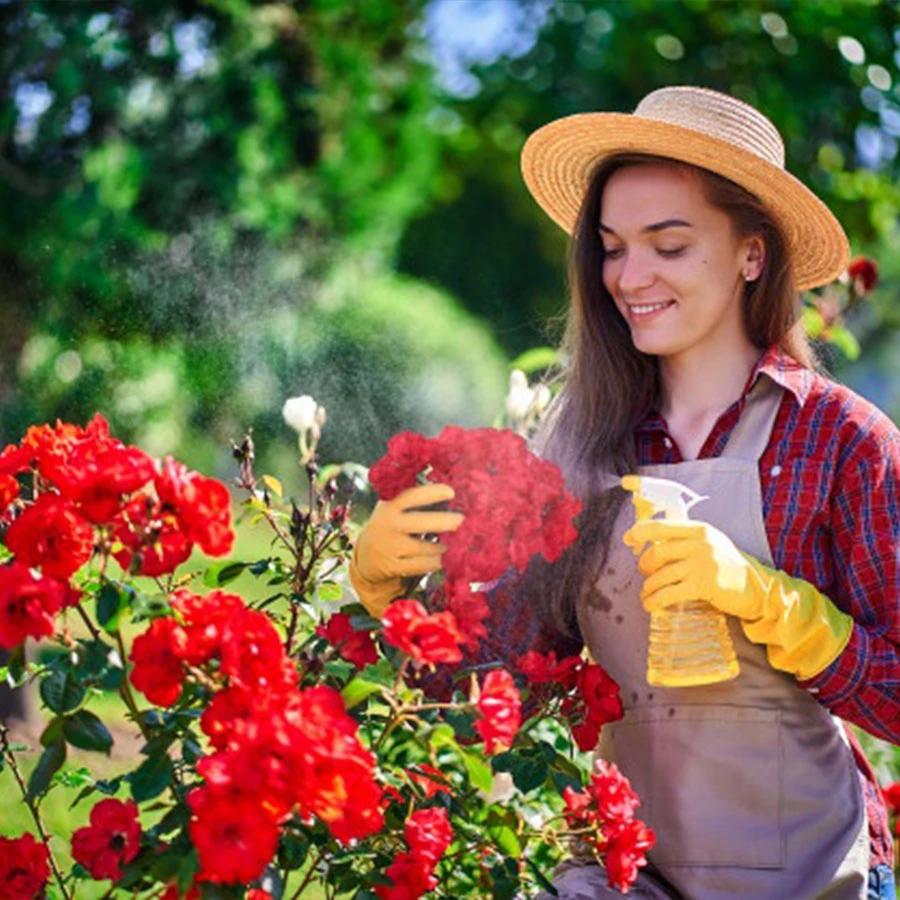 Top 10+ giống hoa hồng ngoại màu vàng cam đẹp nhất