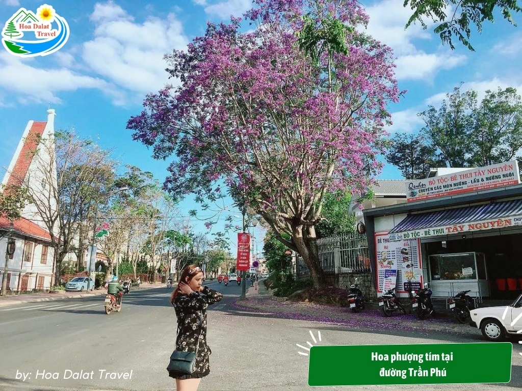 Hoa Phượng Tím Đà Lạt - Điểm Lãng Mạn Của Thành Phố Ngàn Hoa