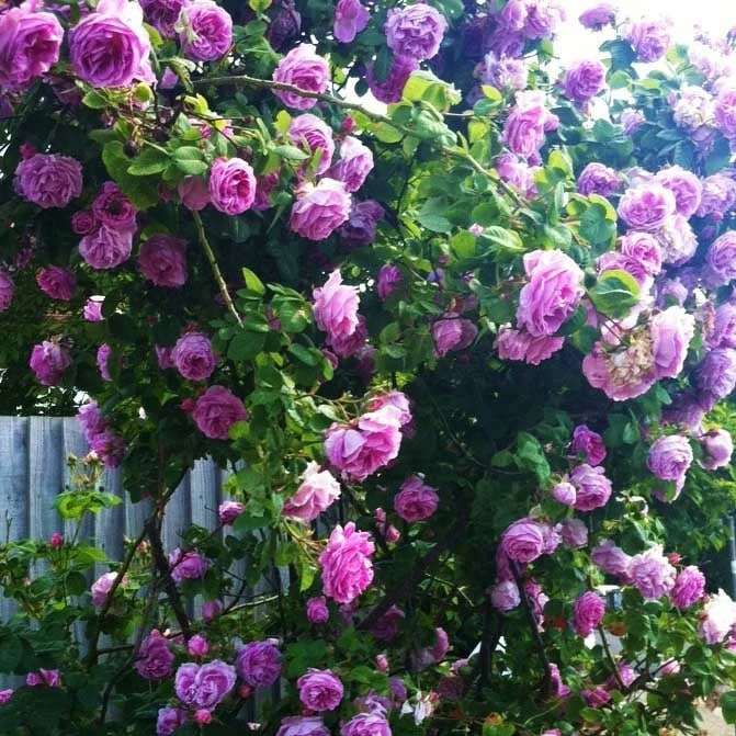 Bộ sưu tập hình ảnh hoa Hồng tuyệt vời nhất