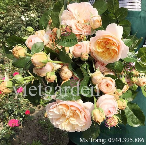 Hoa hồng triệu đô Juliet rose - Hoa hồng cắt cành David Austin vàng cam đẹp nhất - Vườn Hoa Việt