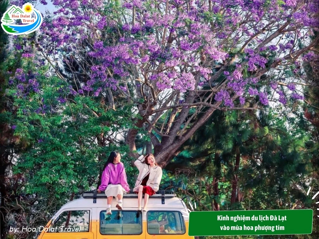 Hoa Phượng Tím Đà Lạt - Điểm Lãng Mạn Của Thành Phố Ngàn Hoa