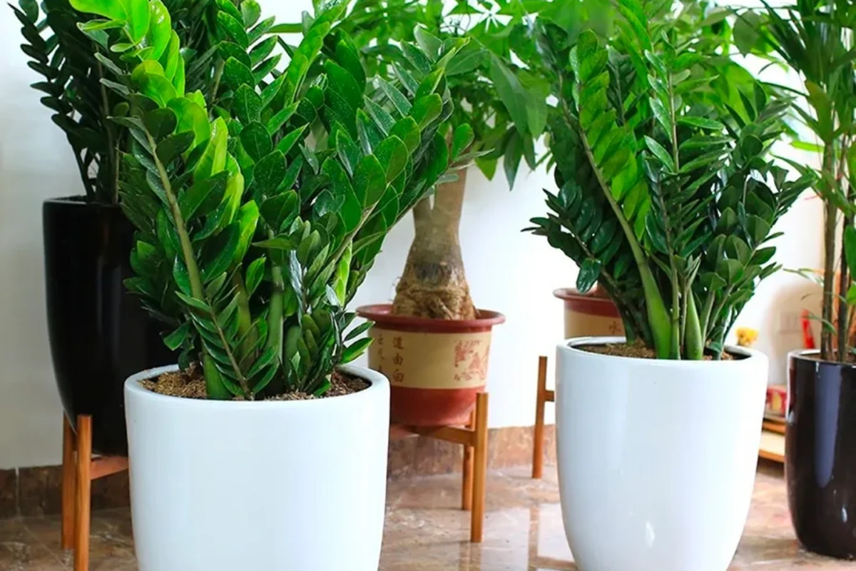 Cây kim tiền nở hoa báo hiệu điều gì: Tín hiệu và ý nghĩa