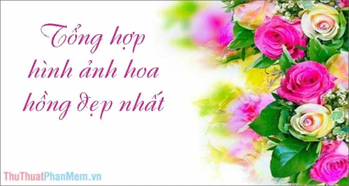 Bộ sưu tập hình ảnh hoa Hồng tuyệt vời nhất