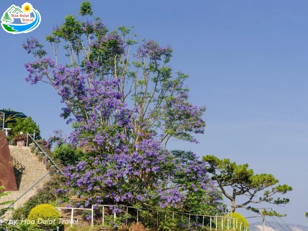 Hoa Phượng Tím Đà Lạt - Điểm Lãng Mạn Của Thành Phố Ngàn Hoa