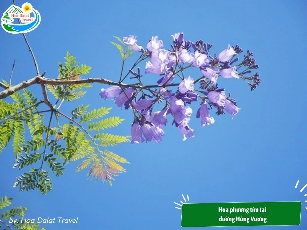 Hoa Phượng Tím Đà Lạt - Điểm Lãng Mạn Của Thành Phố Ngàn Hoa