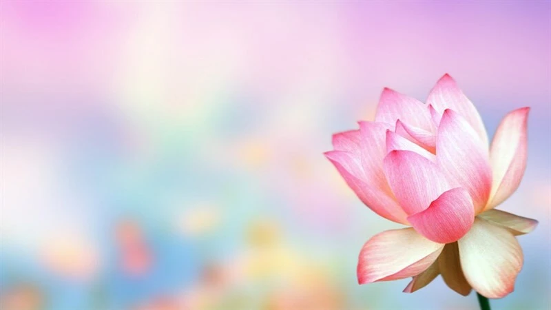 Bộ sưu tập 50+ hình nền Powerpoint hoa sen trang nhã đẹp nhất