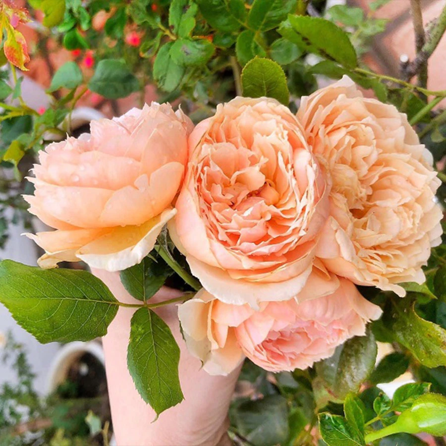 Top 10+ giống hoa hồng ngoại màu vàng cam đẹp nhất