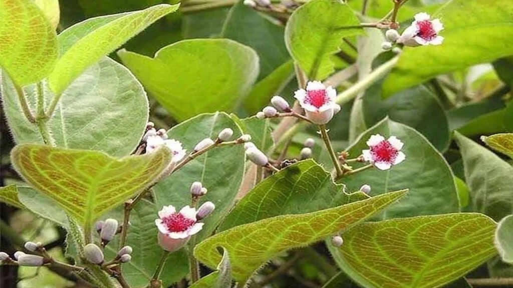 Lá thúi địch: loại dược liệu với tên gọi ấn tượng