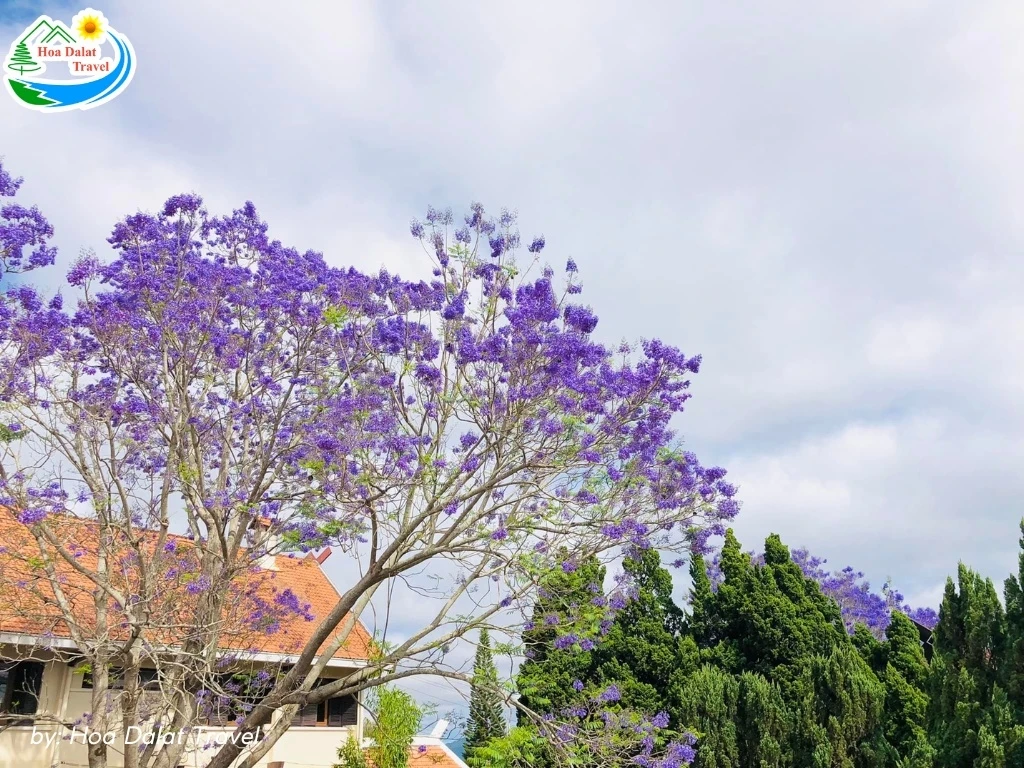 Hoa Phượng Tím Đà Lạt - Điểm Lãng Mạn Của Thành Phố Ngàn Hoa