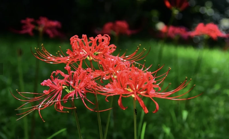 Hoa bỉ ngạn có độc không? Công dụng của hoa bỉ ngạn trong y học và cuộc sống