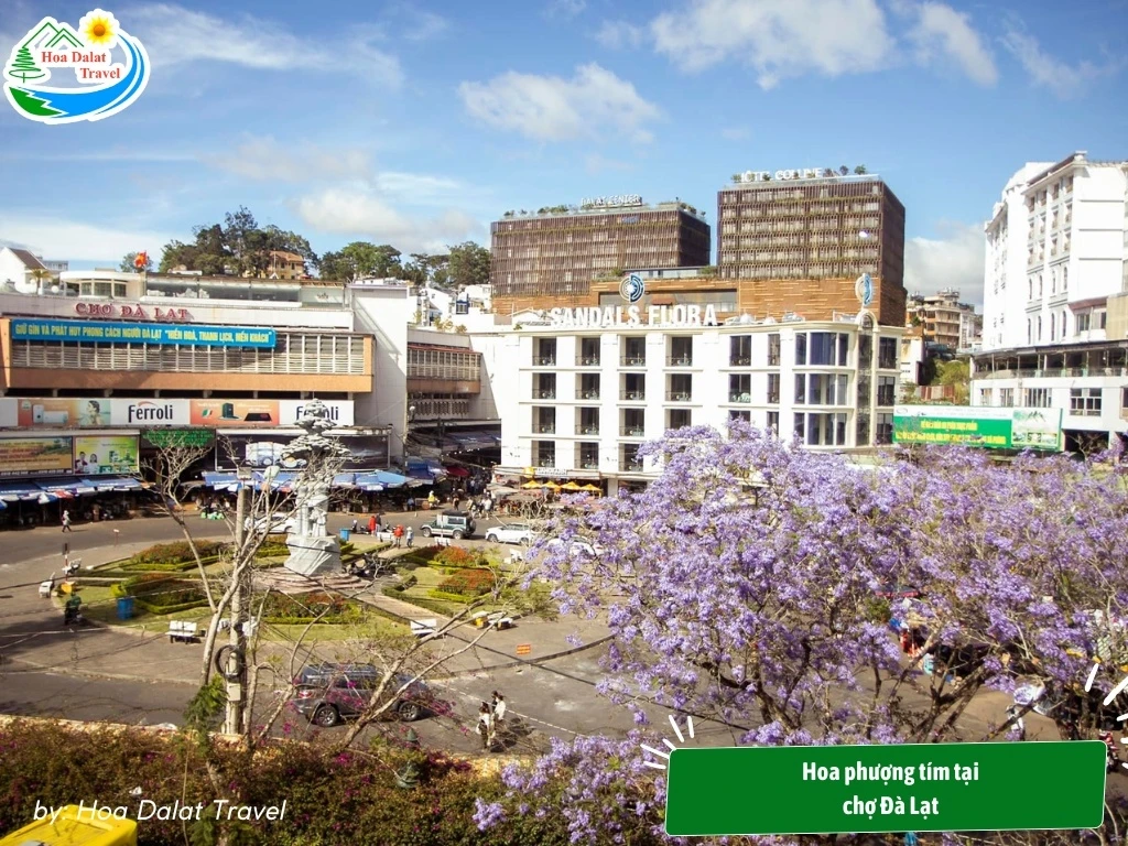 Hoa Phượng Tím Đà Lạt - Điểm Lãng Mạn Của Thành Phố Ngàn Hoa