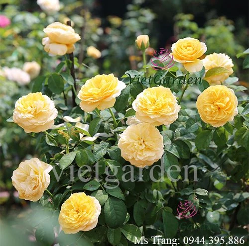 Hoa hồng triệu đô Juliet rose - Hoa hồng cắt cành David Austin vàng cam đẹp nhất - Vườn Hoa Việt