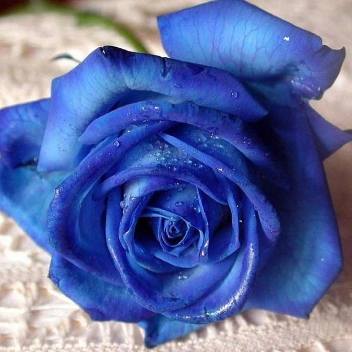 Bộ sưu tập hình ảnh hoa Hồng tuyệt vời nhất