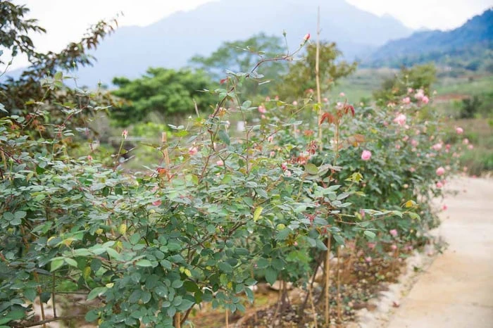 Bộ sưu tập hình ảnh hoa Hồng tuyệt vời nhất