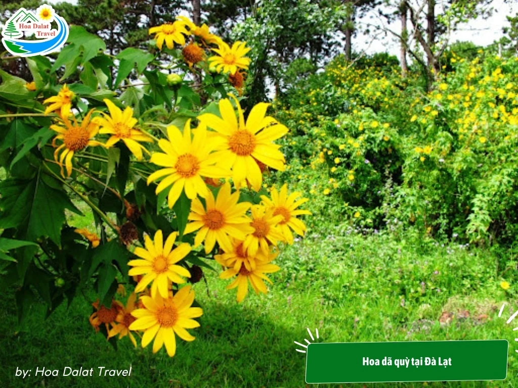 Hoa Phượng Tím Đà Lạt - Điểm Lãng Mạn Của Thành Phố Ngàn Hoa