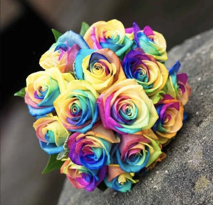 Bộ sưu tập hình ảnh hoa Hồng tuyệt vời nhất