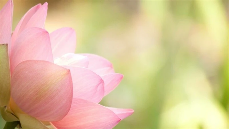 Bộ sưu tập 50+ hình nền Powerpoint hoa sen trang nhã đẹp nhất