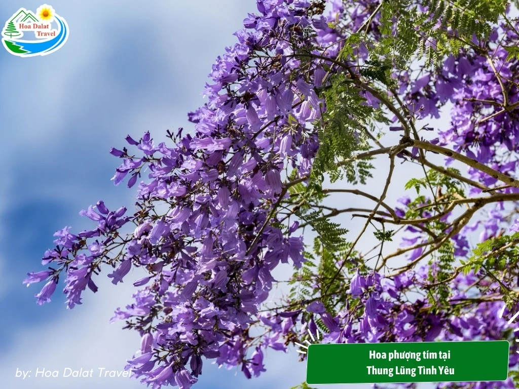 Hoa Phượng Tím Đà Lạt - Điểm Lãng Mạn Của Thành Phố Ngàn Hoa