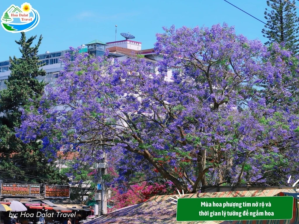 Hoa Phượng Tím Đà Lạt - Điểm Lãng Mạn Của Thành Phố Ngàn Hoa