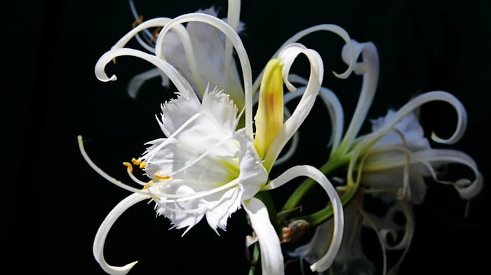 Hình nền hoa Bỉ Ngạn đẹp như tranh