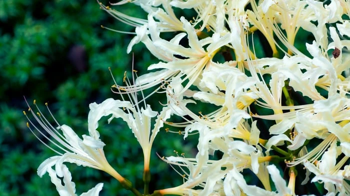 Hình nền hoa Bỉ Ngạn đẹp như tranh