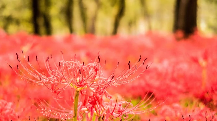 Hình nền hoa Bỉ Ngạn đẹp như tranh