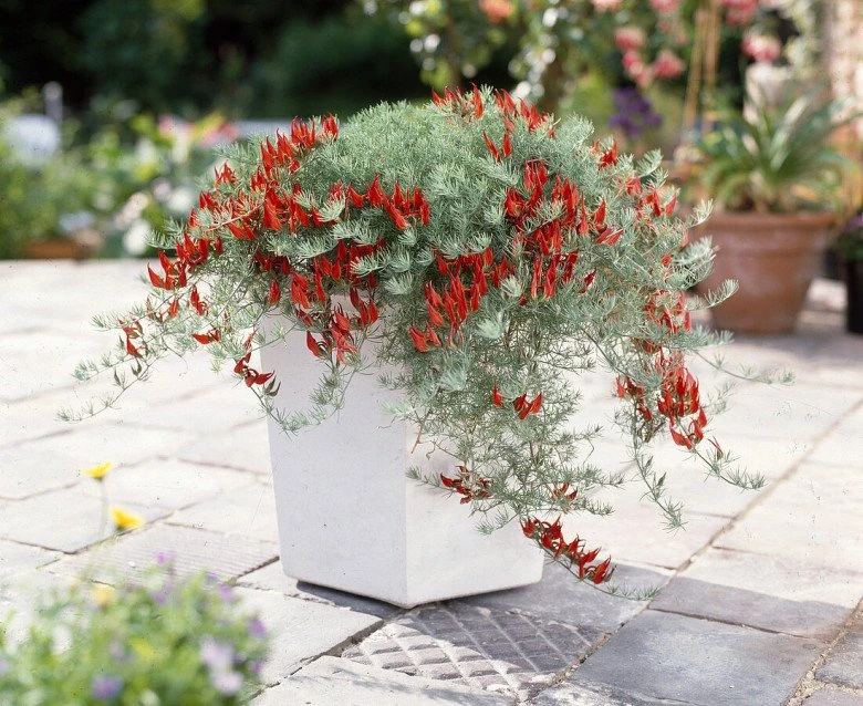 Loại hoa vương giả mang vẻ đẹp độc đáo, trồng ở ban công sẽ đưa điềm lành đến cho gia đình