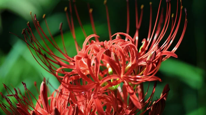 Hình nền hoa Bỉ Ngạn đẹp như tranh