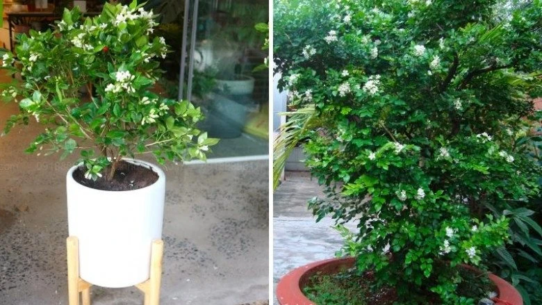 Cây này nở hoa 200 ngày mỗi năm, thơm gấp 8 lần hoa quế, trồng trước nhà giúp trừ xui cầu may