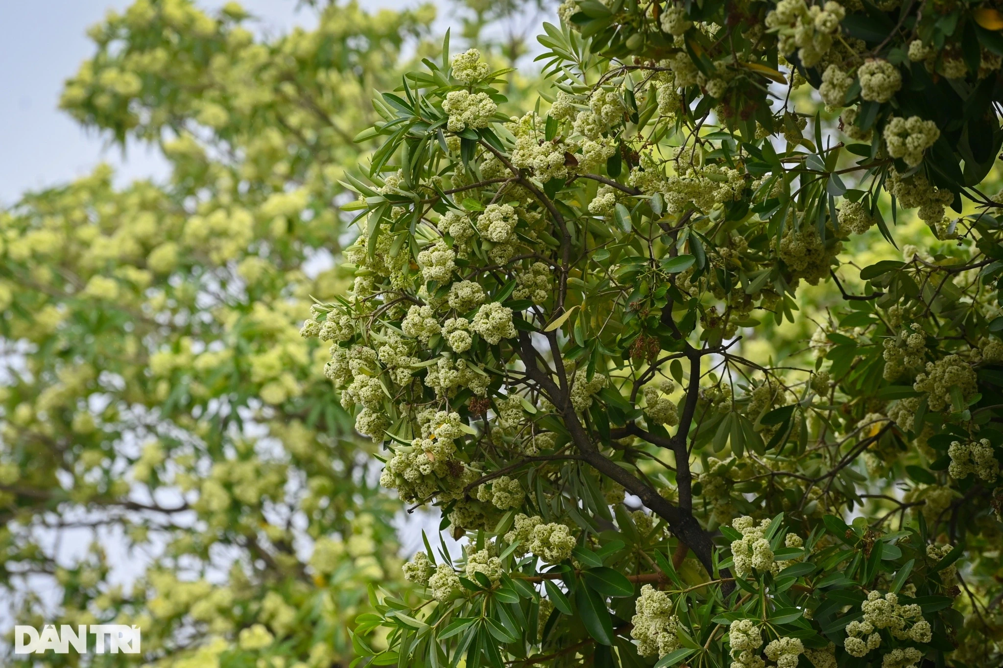 Người dân "ám ảnh" trước mùi hoa sữa đặc trưng của Hà Nội