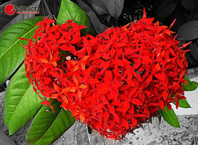 Ý nghĩa hoa mẫu đơn? Loài hoa này hợp tuổi nào, mệnh nào?