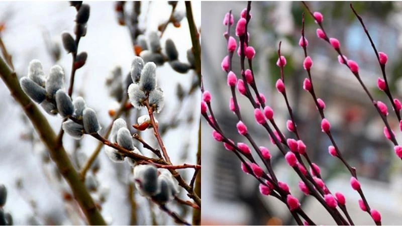 Hoa nụ tầm xuân và ý nghĩa trong ngày Tết Nguyên Đán