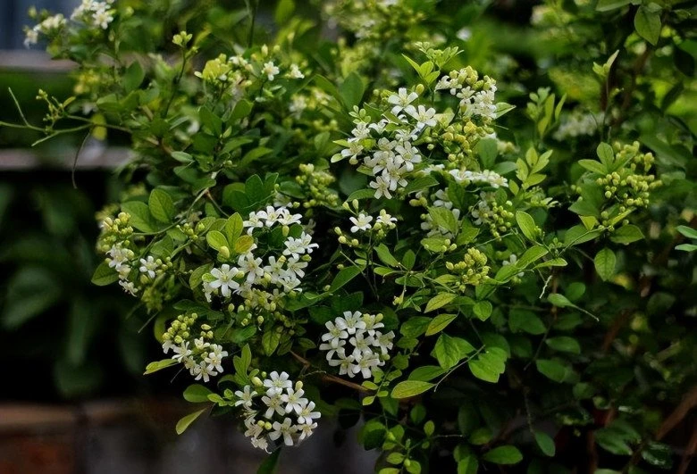 Cây này nở hoa 200 ngày mỗi năm, thơm gấp 8 lần hoa quế, trồng trước nhà giúp trừ xui cầu may