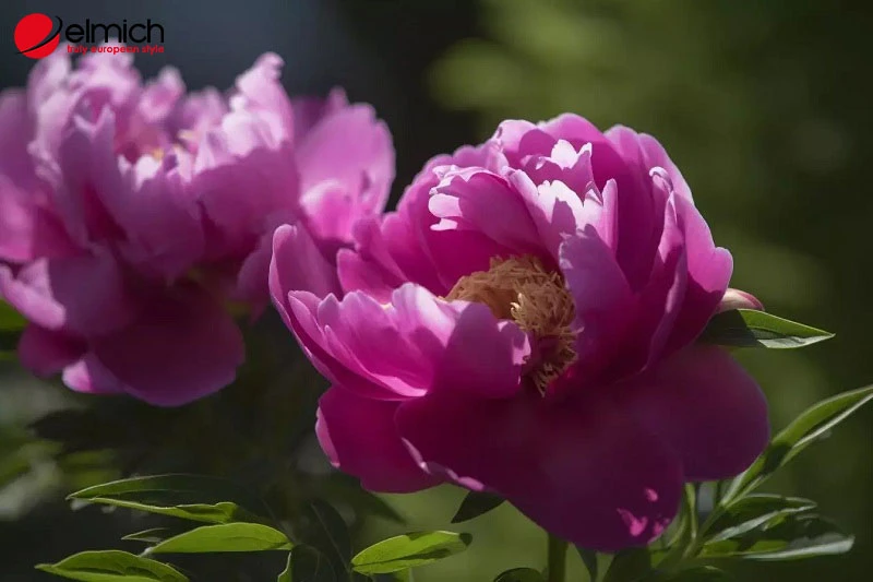 Ý nghĩa hoa mẫu đơn? Loài hoa này hợp tuổi nào, mệnh nào?