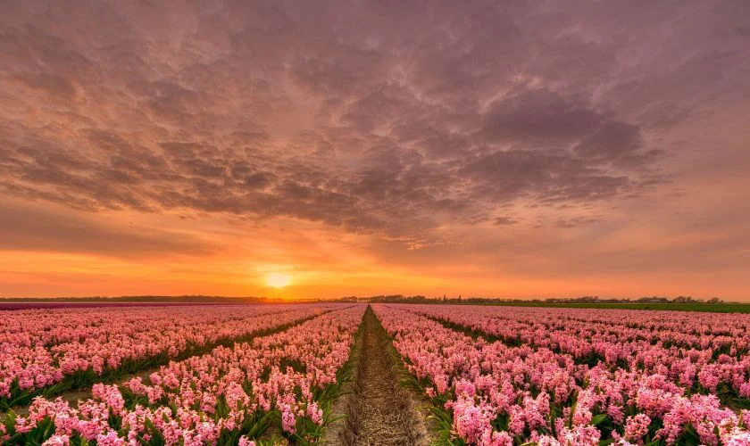 Khám Phá Ảnh Hoa Tulip Chill Đẹp Và Ý Nghĩa