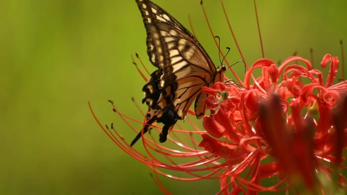 Hình nền hoa Bỉ Ngạn đẹp như tranh