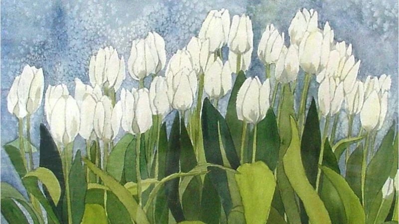 Vẽ hoa tulip ấn tượng nhất, mẫu tranh hoa tulip đẹp dễ vẽ