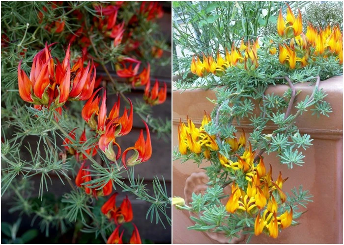 Loại hoa vương giả mang vẻ đẹp độc đáo, trồng ở ban công sẽ đưa điềm lành đến cho gia đình