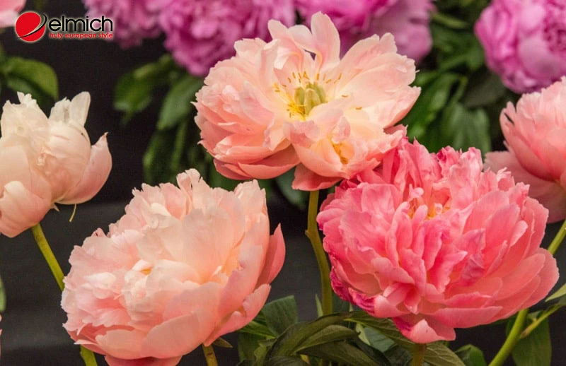 Ý nghĩa hoa mẫu đơn? Loài hoa này hợp tuổi nào, mệnh nào?