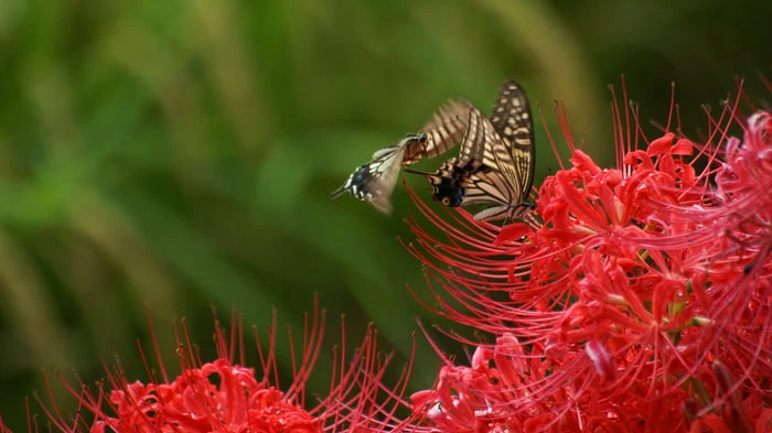 Hình nền hoa Bỉ Ngạn đẹp như tranh