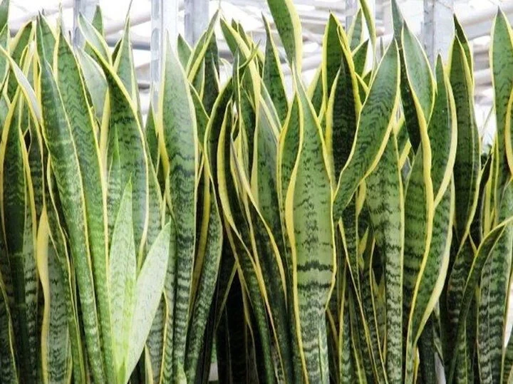 Làm cách nào để cây lưỡi hổ ra hoa?