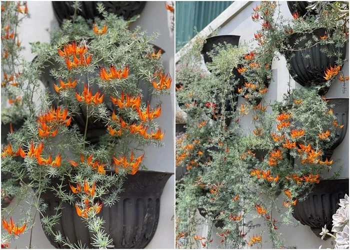 Loại hoa vương giả mang vẻ đẹp độc đáo, trồng ở ban công sẽ đưa điềm lành đến cho gia đình