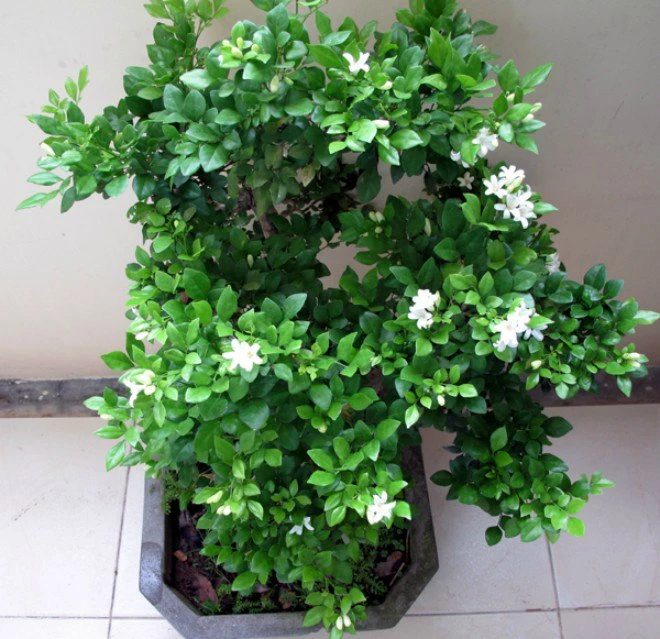 Cây này nở hoa 200 ngày mỗi năm, thơm gấp 8 lần hoa quế, trồng trước nhà giúp trừ xui cầu may