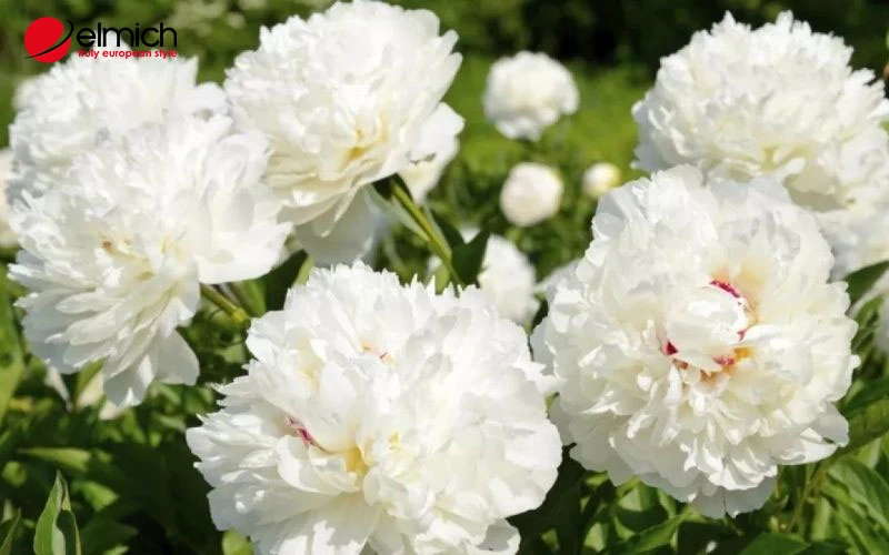 Ý nghĩa hoa mẫu đơn? Loài hoa này hợp tuổi nào, mệnh nào?