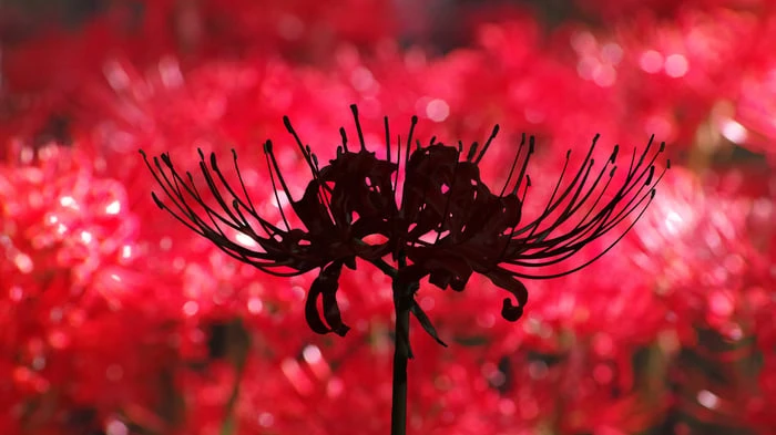 Hình nền hoa Bỉ Ngạn đẹp như tranh