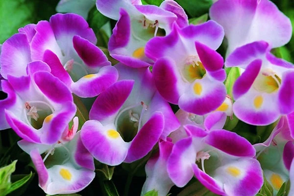 Hoa mõm chó - Đặc điểm, ý nghĩa, cách trồng và chăm sóc