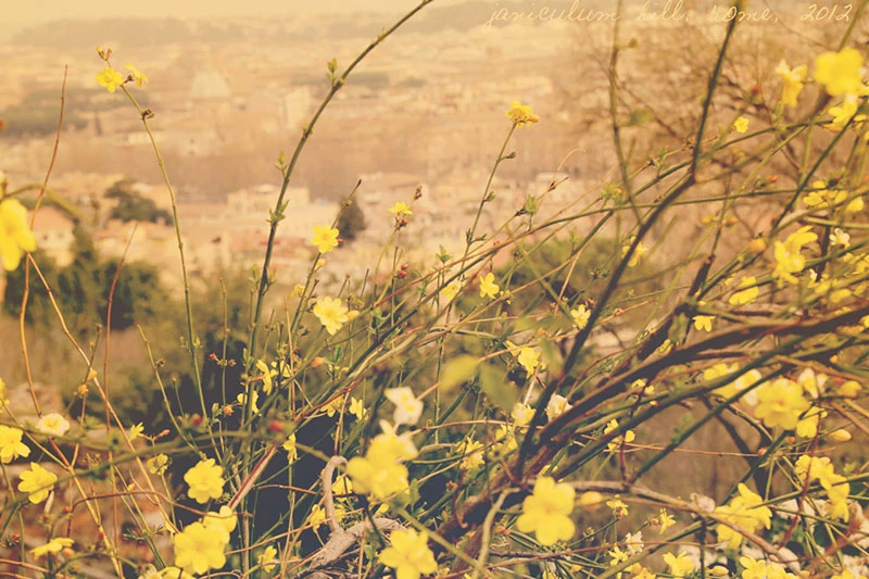 Khám Phá Ca Khúc Đưa Em Tìm Động Hoa Vàng