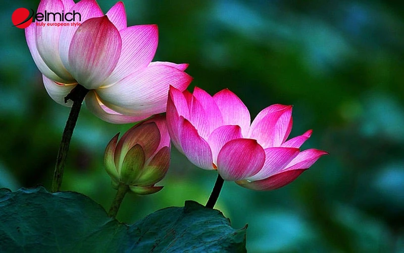 Hoa sen - Quốc hoa Việt Nam mang vẻ đẹp thanh tao