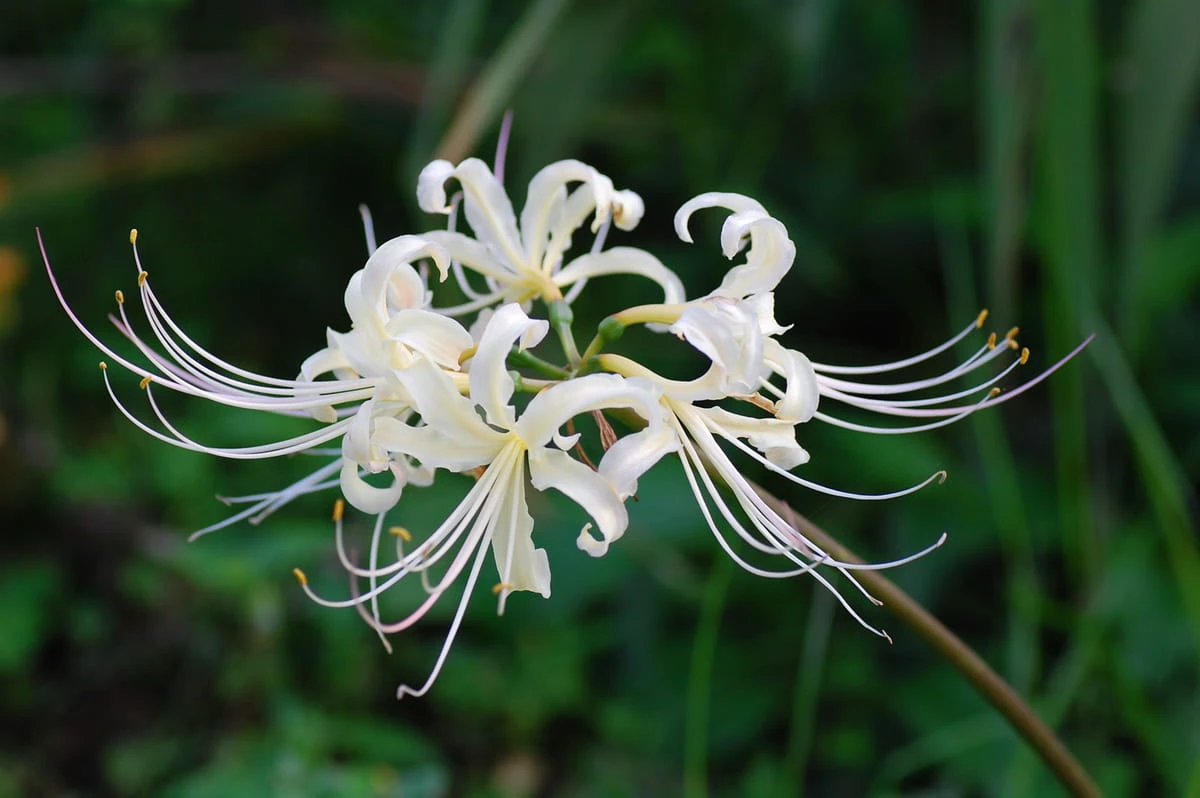 Hoa Bỉ Ngạn Trắng: Vẻ Đẹp Tinh Khiết Và Ý Nghĩa Thanh Cao